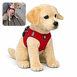 A charming young dog wearing a bright red harness sits patiently on a weathered wooden bench by the pebble beach, gazing thoughtfully at the sea. The dog is held gently by a person whose arm and hand are visible, creating a cozy and calm seaside moment with a few distant beachgoers in the background.