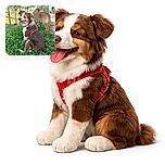 Two happy dogs are enjoying a sunny day in a lush green park, one sitting contentedly with tongue out and eyes closed as if smiling, the other standing and sniffing around. The vibrant greenery and clear blue sky add to the cheerful outdoor vibe.