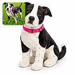 A charming black and white dog stands alert on a lush green lawn, wearing a bright pink collar and leash, with an inquisitive expression as if ready for an adventure.