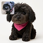 A slightly blurry close-up photo of a scruffy black dog wearing a jacket with a pink lining, looking up with curious eyes on a parquet floor.