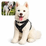 A majestic white dog with heterochromia (one blue eye, one brown eye) stands proudly in a sunlit garden filled with colorful flowers, tongue out in a happy pant, wearing a black harness.