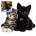 Two adorable kittens, one tabby and one black, are cozied up on a soft textured blanket with a warm, softly blurred background that highlights their curious eyes and fluffy fur.