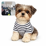 Two small dogs dressed in cozy sweaters are chilling on a white couch with cushions and a black blanket, one lounging comfortably while the other perches on the armrest, surrounded by a casual living room setting.