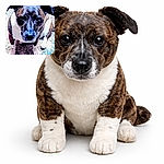 A hilariously intense close-up of a brindle dog giving the camera a soulful, 'where's my treat?' stare — the photo has been heavily filtered so the nose shines like a tiny black jewel and the carpet looks suspiciously cinematic.