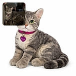 A relaxed gray tabby cat lounges comfortably on a textured brown couch, looking curiously at the camera with bright green eyes. The background shows a cluttered room with storage containers and a chair, adding a cozy, lived-in vibe.