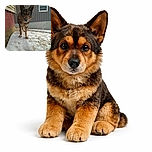 A curious German Shepherd stands on a patch of snow outside a house, peering intently at the camera with ears perked up, surrounded by a rustic backdrop of a red and beige house wall and a gray siding with a window.