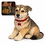 A cozy dog lounges comfortably on a bed, resting its head on a pillow with a calm and slightly curious expression. The background shows a typical bedroom setup with a door, hanging bag, dresser, and various items, creating a warm and lived-in atmosphere.