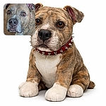 A dignified brindle dog stares straight into the camera with soulful amber eyes and a noble wet nose, sporting a shiny spiked collar — looks like it just heard the word 'treat' and is pretending not to care.