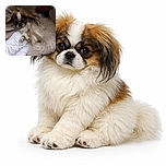A fluffy dog with a white and brown coat is curled up comfortably on a beige couch, resting its head on a white pillow. The cozy setting and relaxed posture make it look like the dog is enjoying a lazy nap.