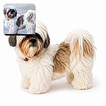 Two shaggy little dogs pose together like a scruffy canine comedy duo: one stares confidently at the camera while the other hides behind a luxurious curtain of hair, apparently committed to maintaining its mysterious identity.