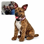 A happy brindle dog with a pink collar leans over someone wearing blue, tongue out and ears perked up, inside a cozy home filled with furniture, plants, and wall art. The photo is slightly tilted, adding a playful vibe to this candid moment.