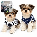 Two adorable small dogs wearing cozy sweaters chill on and beside a white couch surrounded by cushions and a few toys, looking like they're ready for a casual indoor hangout or a photoshoot for doggy fashion.