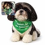 A close-up shot of a small dog with a stylish haircut and a green bandana, looking directly at the camera with a curious expression. The background is softly blurred, highlighting the dog's face and giving a warm, cozy vibe.