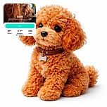 A close-up photo of a curly-haired dog named Scott, shown in profile with detailed fur texture. The image is part of a voting page with various text overlays in French, including vote counts and rankings, making it a mix of a pet portrait and a web interface screenshot.