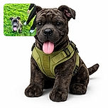 A happy black dog with a harness is sitting on lush green grass with its tongue out, looking eagerly at the camera while a person in black pants and white sneakers stands nearby, suggesting a playful outdoor moment.
