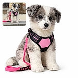 A fluffy puppy sporting a pink harness stands on a stone ledge with an ancient architectural backdrop, looking adorably curious and ready for an adventure.