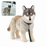 A majestic husky stands in deep snow like the mountain’s official security guard, giving the camera a serious “no snowballs without permission” stare while a leash trails dramatically in the foreground.