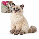 A fluffy, blue-eyed cat perched majestically atop a modern cat tree, with a vibrant pink decorative mask and autumn leaves adding a festive flair to the cozy indoor setting.