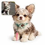 A fluffy little dog with big ears and a pink leash stands on a sunlit pavement, looking slightly sleepy but undeniably adorable, ready for a walk in the park with a cute knitted collar flower accessory.