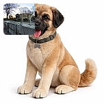 A large dog stands confidently on a concrete ledge at sunset, leash loosely hanging, with bare trees and a calm park setting in the background. The dog seems curious and alert, enjoying the fresh air and the peaceful evening vibe.