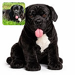 A large black dog with a shiny coat is lounging in bright green grass, tongue playfully sticking out as if it's enjoying a sunny day in the park.