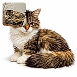 A fluffy tabby cat curled up and napping peacefully on a soft brown cushion, blending cozy textures with a subtle wall pattern of bare tree branches in the background.