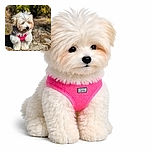 A fluffy white dog wearing a bright pink harness stands on a sandy ground with scattered twigs, looking slightly to the side with a curious expression. The background is blurred with green and yellow foliage, giving the photo a warm, sunny outdoor vibe.