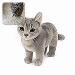A curious gray tabby cat looks up at the camera with the serious expression of a tiny bathroom inspector, standing proudly on a tiled floor while its enormous ears do most of the listening.