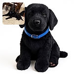 A relaxed black dog with a blue collar lounges on a shiny tiled floor in a cozy dining area. The wooden chairs and table behind add a warm, homey vibe, while the dog's calm eyes suggest it's ready for a belly rub or a snack.
