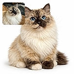 A fluffy cat with striking blue eyes stares curiously at the camera while lounging on a cozy knitted blanket, with a softly blurred background adding to the warm and relaxed vibe.