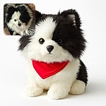 A fluffy black and white Pomeranian dog looks up with curious eyes while sitting on a person's lap, surrounded by cozy indoor textures and casual attire.