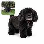 A fluffy black dog stands proudly on the lawn, looking like a tiny shaggy security guard supervising a spectacular wall of blooming roses. Its leash trails forward as if the pup is ready to lead a garden tour, while the camera watermark and date quietly document the important event.
