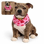A charming dog with a brindle coat poses indoors on a beige carpet, wearing a bright pink bandana decorated with strawberries, looking attentively at the camera with soulful eyes.