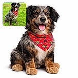 A happy dog with a colorful red bandana sits proudly on lush green grass under a partly cloudy sky, looking directly at the camera with tongue out and ears perked up, radiating pure joy and friendliness.