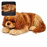A fluffy, caramel-colored dog is curled up and resting on a dark fabric surface, looking cozy and contemplative with its head resting on its paws.
