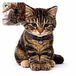 A fluffy tabby cat sits quietly on a weathered wooden surface, looking down with a calm, contemplative expression. A hand hovers gently above the cat's head, ready to give a loving pet. The background features a white textured wall and some dried orange foliage, adding a cozy outdoor vibe.