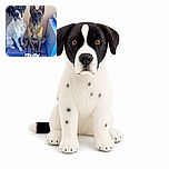 Two serious-looking dogs sit shoulder to shoulder on a blue couch like an unusually furry security team. One is a black-and-white spotted dog with a soulful stare, while the other is a pointy-eared German Shepherd looking ready to clock in for duty. The large white “JEUDI” and time text add a dramatic social-media timestamp flourish.