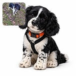 A curious black and white puppy with an orange collar stands on a patch of grass and fallen leaves, tilting its head inquisitively as if trying to understand the mysteries of the outdoors.
