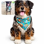 A happy dog with a colorful bandana sits patiently on a concrete floor in front of a chain-link fence, tongue out and looking ready for a treat or a belly rub.