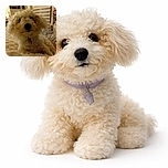 A fluffy, curly-haired dog lounges comfortably on a soft, textured blanket in a cozy indoor setting. The background shows a bookshelf and window blinds, adding a homey feel to the scene. The dog's dark nose and eyes peek out from its voluminous fur, giving it a charmingly disheveled look.