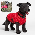 A happy black dog wearing a bright red quilted coat stands proudly on a grassy patch dotted with autumn leaves, with a blurred forest backdrop creating a cozy fall vibe.