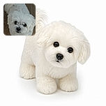 A fluffy white little dog stares up at the camera with enormous shiny eyes, looking like a cloud that learned to be curious. Its tail curls dramatically behind it while it poses on a warm wooden floor, apparently waiting for either treats or a modeling contract.