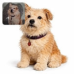 A scruffy, fluffy dog sits patiently on a textured outdoor surface, looking slightly off-camera with a calm and wise expression. The lighting is soft but the image has a grainy texture, giving it a vintage or weathered photo feel.