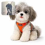 A small fluffy dog wearing an orange harness is walking on a wet sandy beach with the sun reflecting off the water behind it, creating a long shadow in front.
