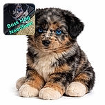 A fluffy puppy with striking blue eyes peeks out from under a piece of furniture, looking adorably curious. The floor is covered with a textured beige carpet, and a few scattered kibble pieces hint at snack time. Bright turquoise text saying 'Boss Hog Needham' playfully overlays the lower center of the image.