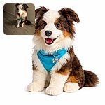 A cheerful dog (blue harness and ID tag included) sits indoors grinning at the camera like it just told a joke. Soft, warm lighting and a slightly soft focus give the shot a cozy, candid vibe — wood-look flooring, a neutral wall, and the pup's fluffy tail completing the scene.
