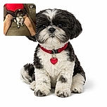 A tiny black and white dog sitting confidently on a recliner between a person's legs, who is wearing a red shirt and dark shorts. The dog looks curious and alert, with a collar and tags visible. The background shows a cozy living room setting with a cup and remote on the armrest.