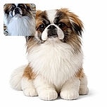 A fluffy dog with a majestic white and brown coat sits attentively on a patterned carpet, looking curiously at the camera with soulful eyes and a slightly tilted head, radiating charm and fluffiness.