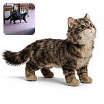 A curious tabby cat is tiptoeing across a pink floor in a cozy room filled with wooden chairs and a colorful quilt, as if on a secret mission to find the hidden catnip stash.