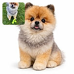 A fluffy Pomeranian dog stands on a lush green lawn with a slightly curious expression, tongue peeking out just a bit, surrounded by four bright yellow tennis balls that look ready for a playful game of fetch.